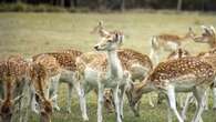 Concern feral deer will become 'Australia's next rabbit plague'