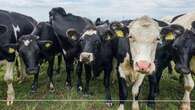 World's first carbon tax on livestock will cost farmers $145 per cow