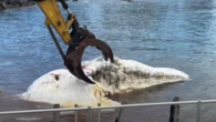 Rotting whale triggers urgent weekend shark warning along NSW coast