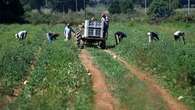 'Barbaric' death of Indian farm worker in Italy sparks outrage