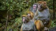 Monkeys still on the run from US research facility after 25 recovered