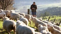 Yes, NZ still has more sheep than people. But humans are catching up
