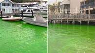 Neon green water in Sydney Harbour baffles locals