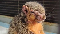 'Zombie squirrels' turning up in backyards and animal shelters across US