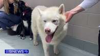 Dognappers steal beloved husky from dog shelter