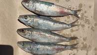 'Objectionable odour': WA beach closed after hundreds of dead fish wash up