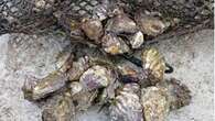 Thieves allegedly swipe $2k worth of oysters in seafood heist