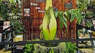 Rare corpse flower set to bloom at garden centre for less than 24 hours