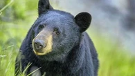 More than 160,000 apply for Florida's first bear hunt in a decade