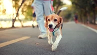 Councils want bigger fines for poor 'pet etiquette'