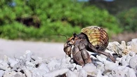Thousands of protected hermit crabs found smuggled in suitcases