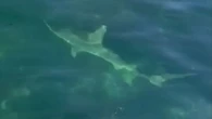 Shark spotted in hours before woman attacked on sea lion tour