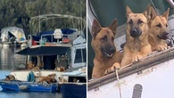Eight German Shepherds on board boat moored at Gold Coast