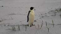 Lost and malnourished emperor penguin spotted on Aussie beach