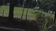 CCTV shows moment plane slams into trees near Sydney primary school