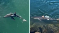 'Definitely a sight': Skipper spots two-metre great white shark