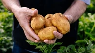 Aussies hit with nationwide potato shortage after 'toughest season' in a decade