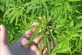 Researchers find rare anti-inflammatory compounds in cannabis leaves