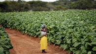 Africa must utilise agriculture to alleviate hunger: AU commissioner