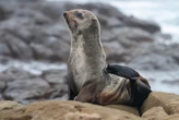 Nine Cape Fur seals test positive for rabies in Mossel Bay