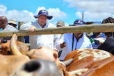 The Free State Dept. of Agriculture confirms 17 new cases of FMD