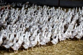 Europe races to lock down poultry as bird flu takes hold