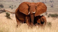 Two suspects linked to elephant poaching arrested in North West