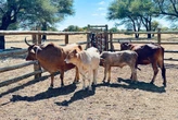 Limpopo farmers say livestock theft spiralling out of control