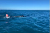 NSRI rescues humpback whale entangled in fishing gear in Gqeberha