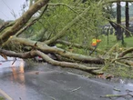 Fatal incident in Knysna as tree crushes vehicle