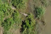 MP police await DNA results to identify remains found in a crocodile