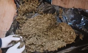 Cannabis worth R289,000 seized in Springbok