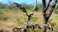 Limpopo hawkers lament the disappearance of mopani worms