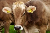 Limpopo farmers count losses amid foot-and-mouth disease outbreak