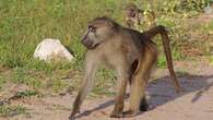 NSPCA on education drive about wildlife following baboon’s killing