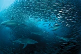 Sardines netted in upper south coast in KZN