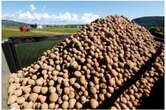 Potatoe prices expected to skyrocket