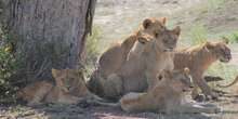 Popular wildlife tourist centre evacuates animals after heavy rains