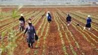 SA farming sector is vital for the growth agenda: Ramaphosa