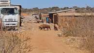 Minister Tolashe condemns killing of two women at Limpopo pig farm