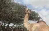 Climate crisis drives Somali camel farmers to adopt ‘zero-grazing’