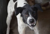 City of eThekwini ramps up rabies’ vaccinations