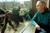 Wildlife advocate and primate expert Jane Goodall dies at 91