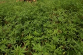 Industrial hemp plantation launched in Limpopo to fight unemployment