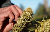 KZN police arrest 14 suspects for illegal dagga plantation