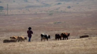 Three suspected stocktheft thieves killed in police shootout in EC