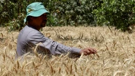 Egypt winds down wheat collection as purchases fall short of target