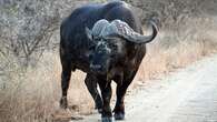 KNP ranger hospitalised after being gored by a buffalo