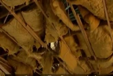 Parents up in arms as ceiling collapses on learners in Limpopo