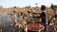 Armed with AI and cash, Nigerian farmers act before floods